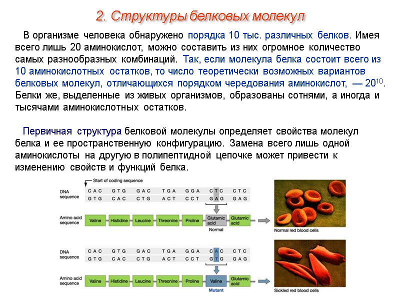 В организме человека обнаружено порядка 10 тыс. различных белков. Имея всего лишь 20 аминокислот,